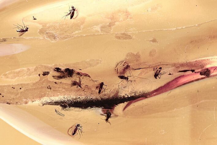 Detailed Fossil True Midge Swarm (Chironomidae) In Baltic Amber #307645